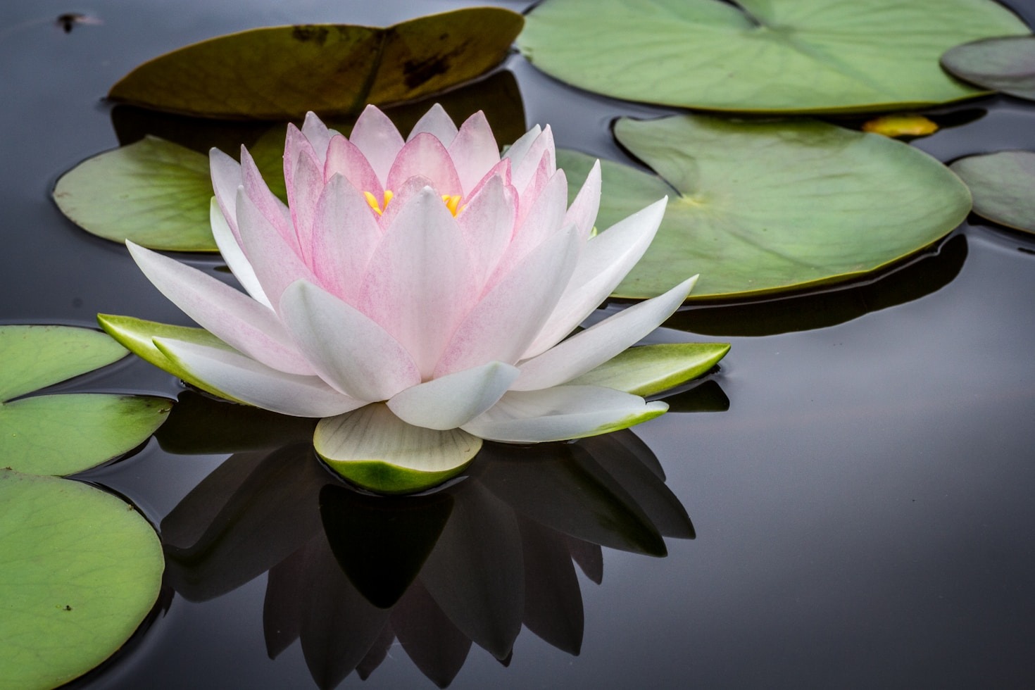 Meditazione Zen per Principianti